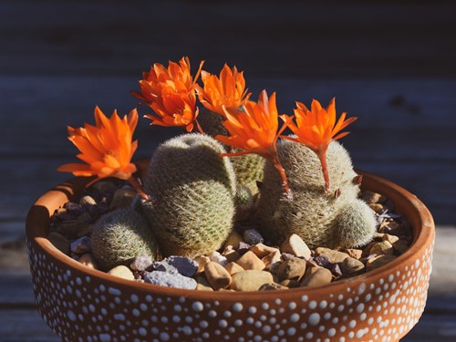 Cactus Import