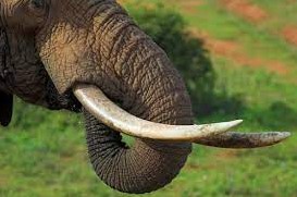 Olifant Tanden