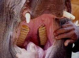 Olifant Tanden-3